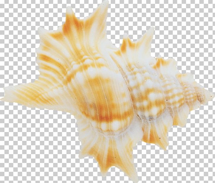 Beach Seashell Conchology Sea Snail PNG, Clipart, Beach, Cockle, Computer Icons, Conch, Conchology Free PNG Download