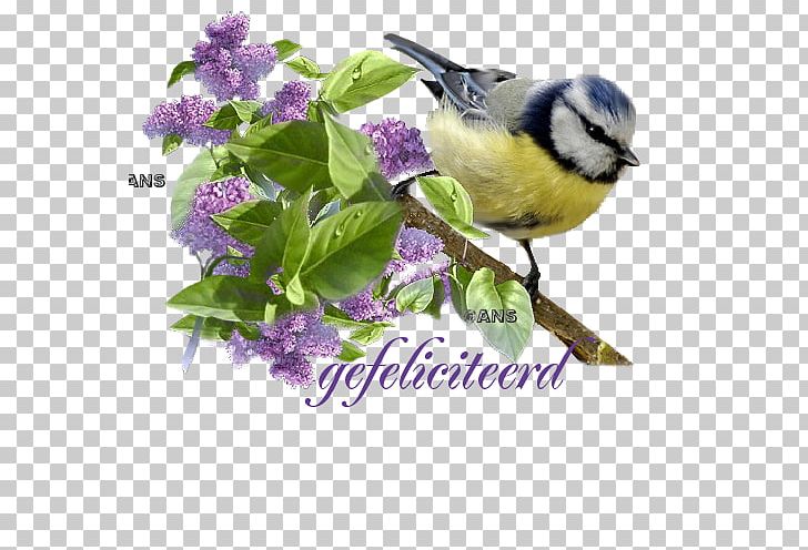 GIF Blog Akhir Pekan Animaatio Week PNG, Clipart, Akhir Pekan, Animaatio, Beak, Bird, Blog Free PNG Download