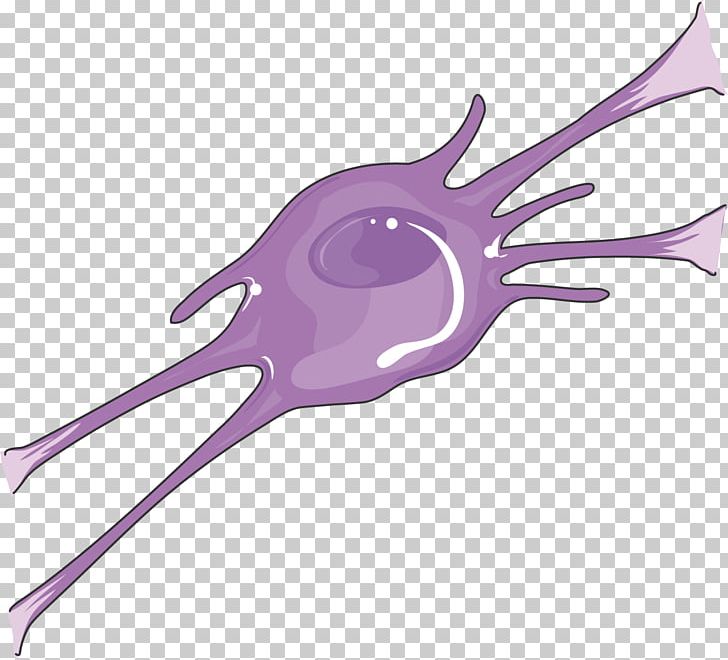 Oligodendrocyte Nervous System Neuron Meninges Neuroblast PNG, Clipart, Artery, Brain, Cell, Human Body, Joint Free PNG Download