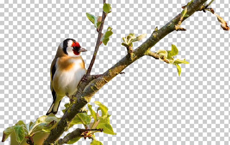 Finches Birds Beak Twig Tree PNG, Clipart, Beak, Biology, Birds, Finches, Passerine Free PNG Download