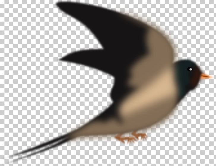 Bird Swallow Columbidae Domestic Pigeon Penguin PNG, Clipart, Animals, Barn Swallow, Beak, Bird, Columbidae Free PNG Download