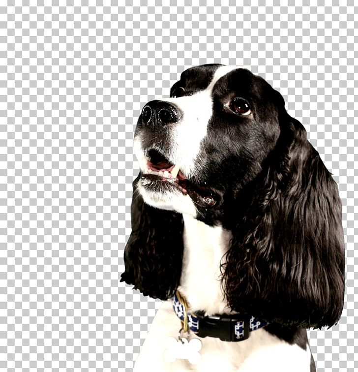 English Springer Spaniel Russian Spaniel Pet Sitting Beagle Dog Breed PNG, Clipart, Beagle, Carnivoran, Companion Dog, Dog, Dog Breed Free PNG Download