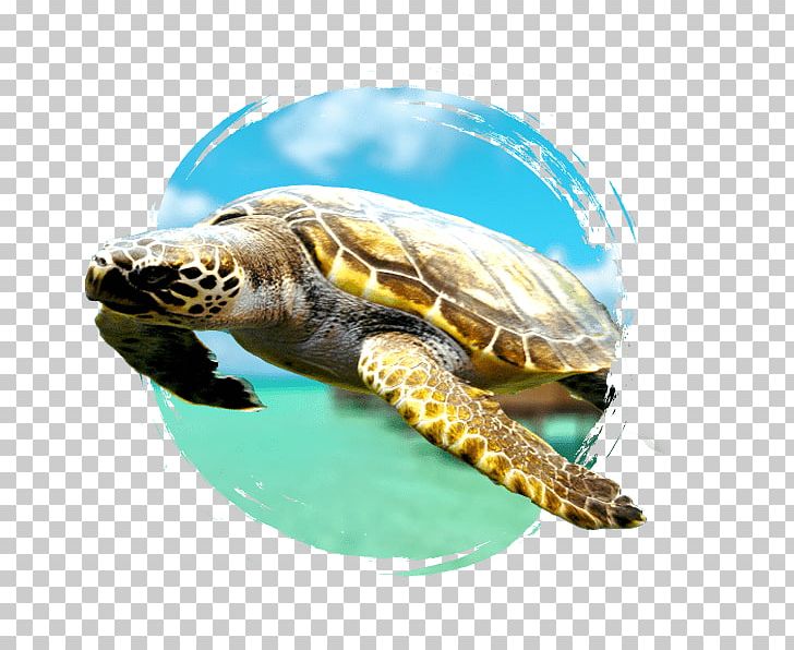 Gili Trawangan Lombok Bali Island Travel PNG, Clipart, Archipelago, Bali, Bali Island, Box Turtle, Carte Danniversaire Free PNG Download