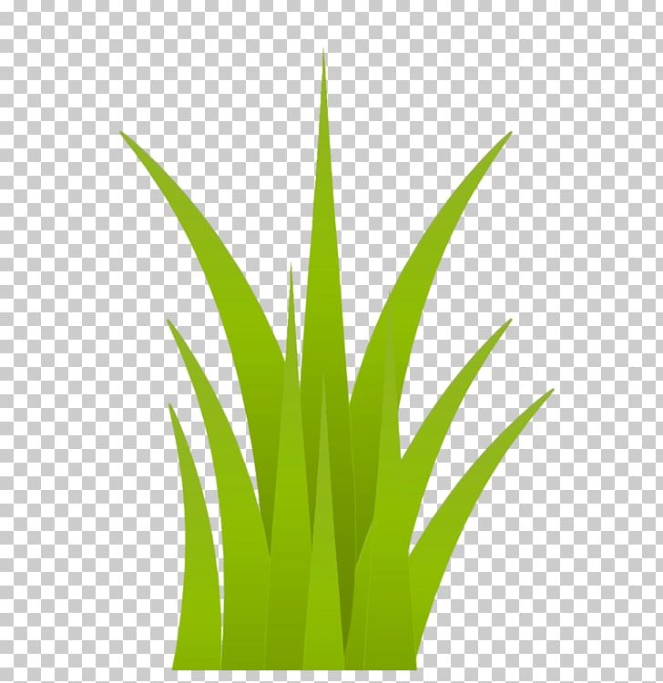 Grasses Flowerpot Plant Stem Leaf PNG, Clipart, Commodity, Family, Flowerpot, Grass, Grasses Free PNG Download