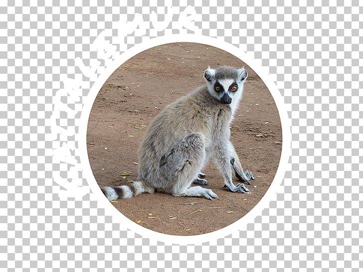 Berenty Reserve Verreaux's Sifaka Ring-tailed Lemur Prosimian PNG, Clipart, Fauna, Homo Sapiens, Lemur, Lemuridae, Lemuriformes Free PNG Download