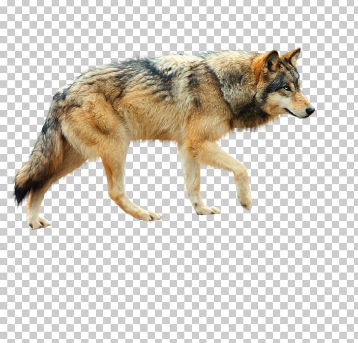 Mammal Carnivoran Dog Like Mammal PNG, Clipart, Arctic Wolf, Aullido, Black Wolf, Carnivoran, Desktop Wallpaper Free PNG Download