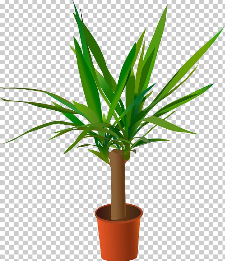 Yucca Gloriosa Spineless Yucca Yucca Aloifolia Yucca Filamentosa Yucca Rostrata PNG, Clipart, Arecaceae, Flowerpot, Food Drinks, Grass, Grass Family Free PNG Download