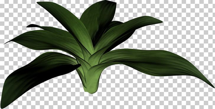 Leaf Plant Stem Painting Houseplant PNG, Clipart, Dal, Flower, Grass, Houseplant, Leaf Free PNG Download