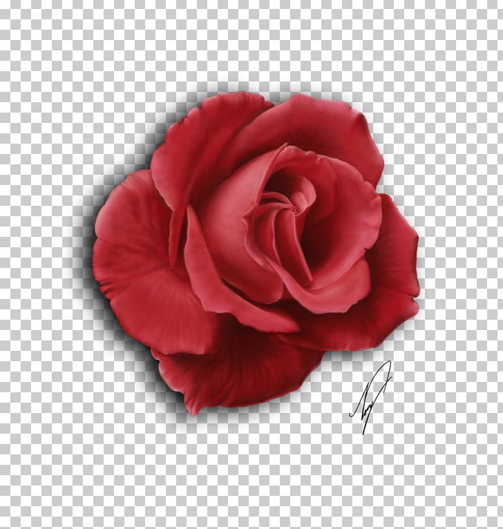 Moss Rose Drawing Art PNG, Clipart, Art, Blog, Centifolia Roses, Cut Flowers, Desktop Wallpaper Free PNG Download