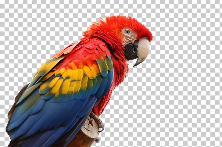 Scarlet Macaw Parrot Bird Red-and-green Macaw Great Green Macaw PNG, Clipart, Animal, Beak, Bird, Blueandyellow Macaw, Face Free PNG Download