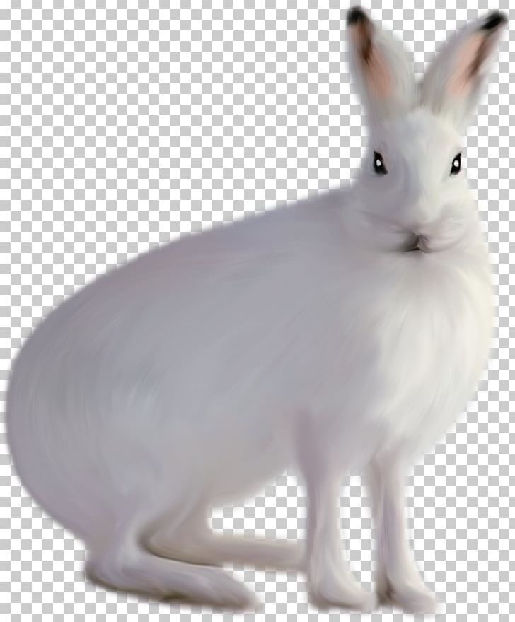 Domestic Rabbit Arctic Hare White PNG, Clipart, Animals, Arctic Hare, Computer Icons, Cre, Cute Free PNG Download