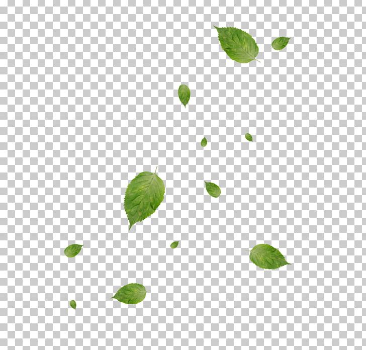 Maple Leaf Green PNG, Clipart, Branch, Child, Computer, Computer Wallpaper, Desktop Wallpaper Free PNG Download