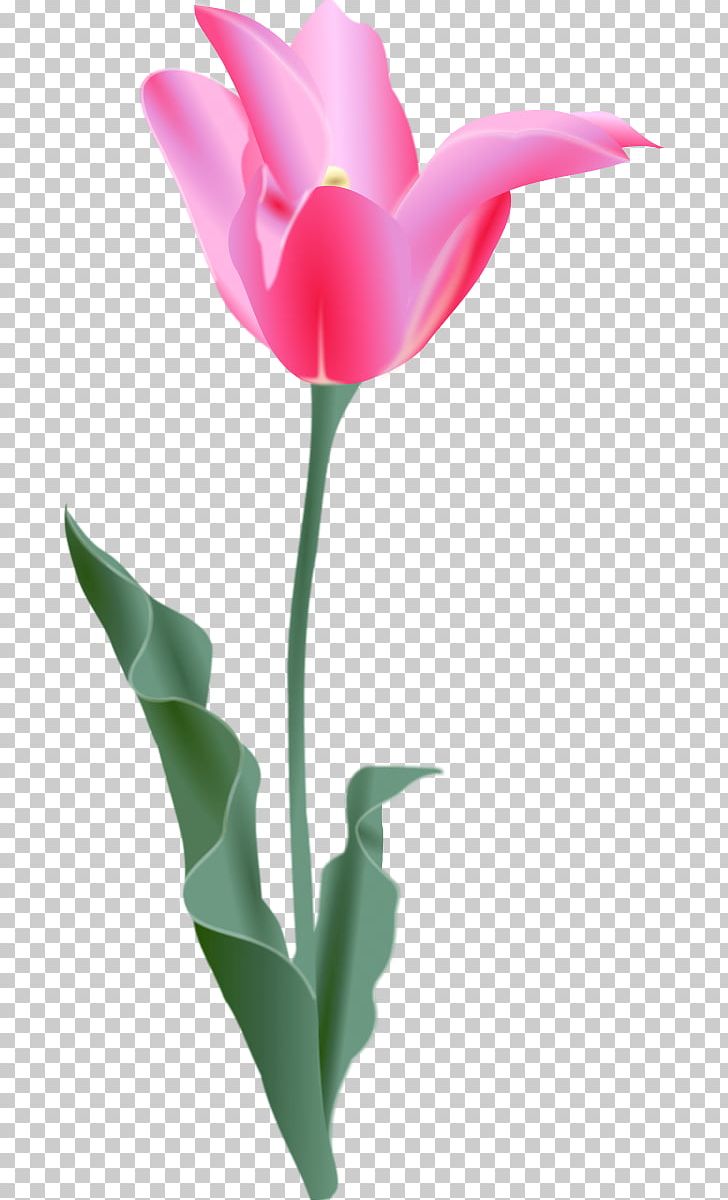 Tulip Free Content Flower PNG, Clipart, Computer Icons, Cut Flowers, Download, Drawing, Flower Free PNG Download