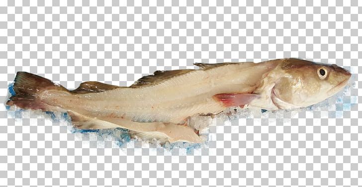 Whitefish Seafood Fish Products Atlantic Cod PNG, Clipart, Also Holding, Animals, Animal Source Foods, Atlantic Cod, Atlantic Salmon Free PNG Download