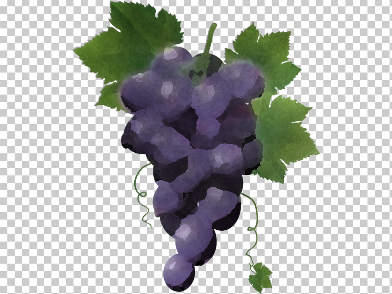 Grape Grape Leaves Grapevine Family Seedless Fruit Vitis PNG, Clipart, Food, Fruit, Grape, Grape Leaves, Grapevine Family Free PNG Download
