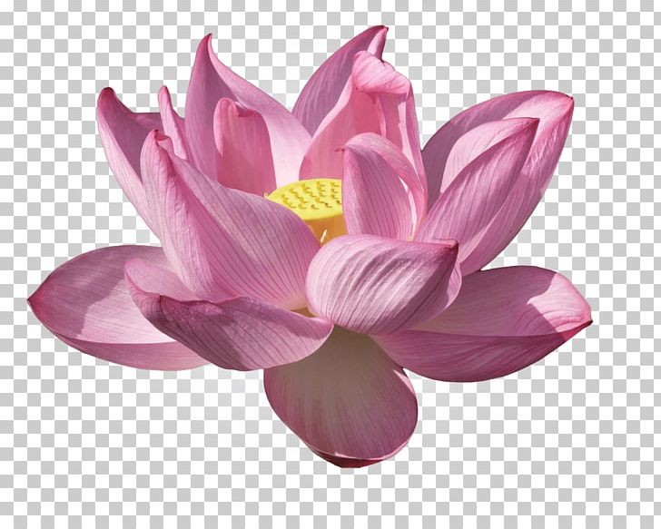 Nelumbo Nucifera Water Lilies Lilium Flower Kenilworth Park And Aquatic Gardens PNG, Clipart, Aquatic Plant, Aquatic Plants, Color, Desktop Wallpaper, Floral Emblem Free PNG Download