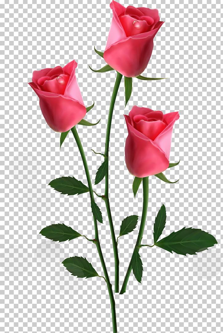 Rose Flower Pink PNG, Clipart, Bud, China Rose, Clip Art, Cut Flowers, Desktop Wallpaper Free PNG Download