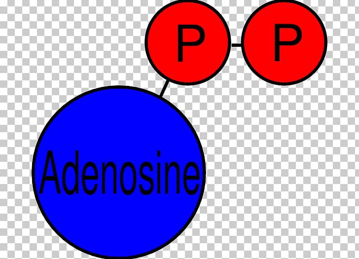 Adenosine Diphosphate Adenosine Triphosphate Pyrophosphate PNG, Clipart, Actin, Adenine, Adenosine, Adenosine Diphosphate, Adenosine Triphosphate Free PNG Download