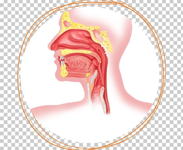 Esophagus Respiratory System Surgery Human Body Anatomy PNG, Clipart, Anatomy, Art, Disease, Dysphagia, Ear Free PNG Download