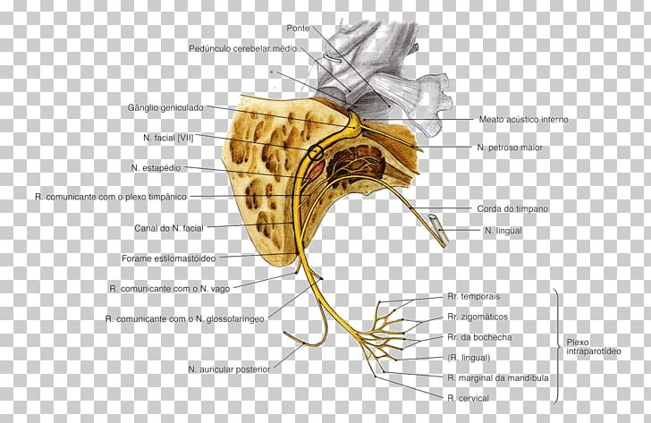 Facial Nerve Cranial Nerves Oculomotor Nerve Abducens Nerve PNG, Clipart, Abducens Nerve, Animal, Bone, Cranial, Cranial Cavity Free PNG Download