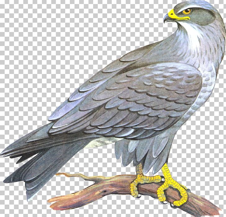 Bald Eagle Drawing PNG, Clipart, 1 Samuel 24, Accipitriformes, Animals, Art, Bald Eagle Free PNG Download