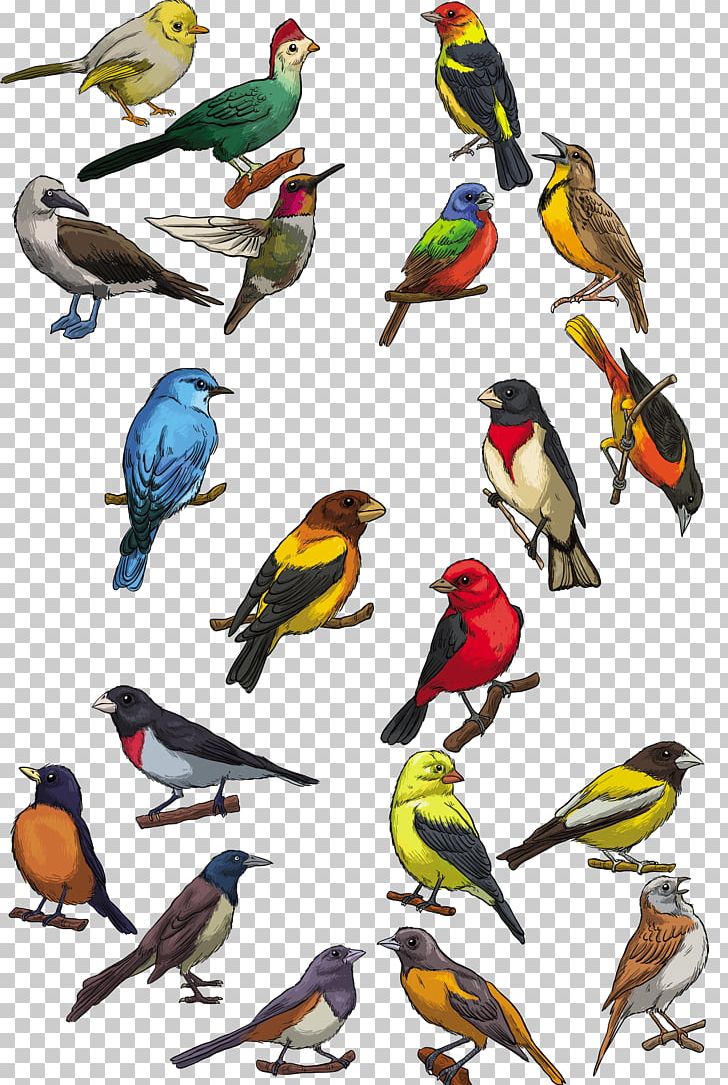 Bird Toucan Swallow PNG, Clipart, Adobe Illustrator, Bird, Bird Vector, Color, Encapsulated Postscript Free PNG Download