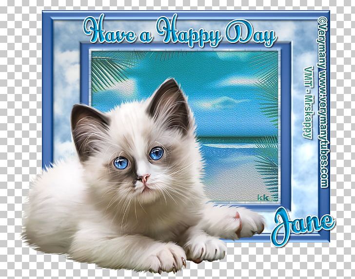 Kitten Ragdoll Birman PNG, Clipart, Animals, Birman, Carnivoran, Cat, Cat Like Mammal Free PNG Download