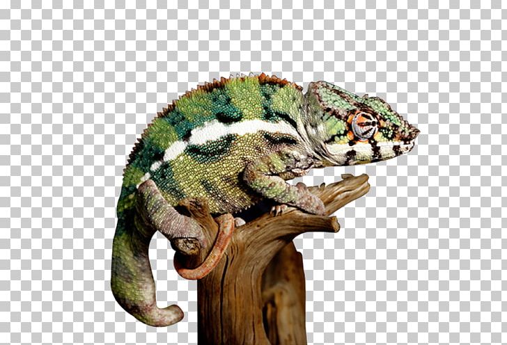 Reptile Lizard Common Iguanas Chameleons Turtle PNG, Clipart, Agamidae, Animal, Animals, Bearded Dragon, Chameleon Free PNG Download