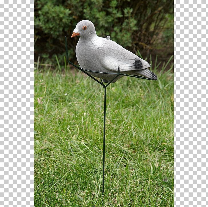 Seabird Hunting Wader Game PNG, Clipart, Animals, Askari, Beak, Bird, Camouflage Free PNG Download