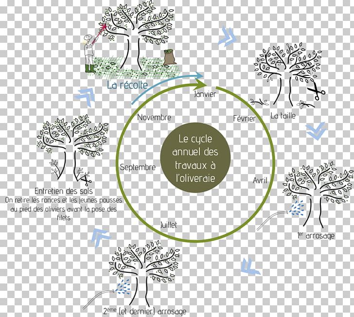 Tree Alt Attribute Olive Euphyllura Olivina الدان PNG, Clipart, 2 February, 26 January, Agriculture, Alt Attribute, Area Free PNG Download