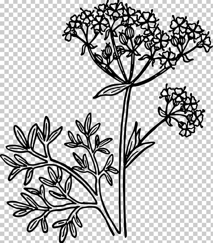 Anise PNG, Clipart, Anise, Art, Black And White, Branch, Coloring Pages Free PNG Download