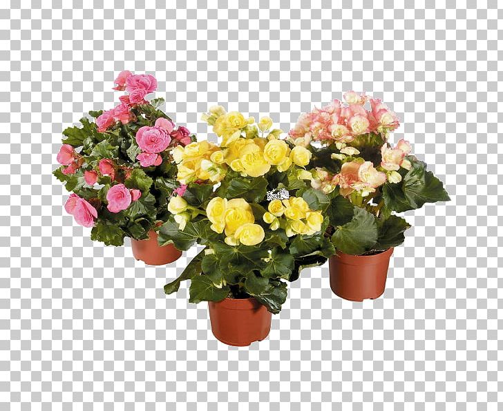Elatior Begonia Houseplant Hybrid Floral Design PNG, Clipart, Annual Plant, Artificial Flower, Begonia, Begoniaceae, Cucurbitales Free PNG Download