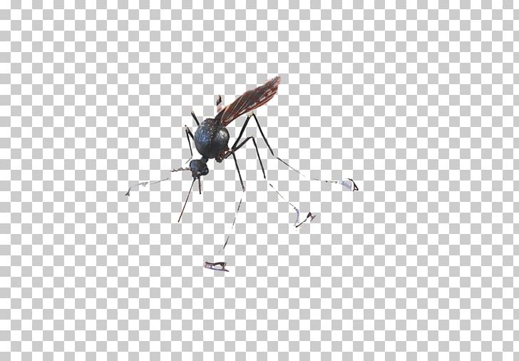 Insect Pest Pattern PNG, Clipart, Angle, Black, Bye Bye Single Life, Computer, Computer Wallpaper Free PNG Download