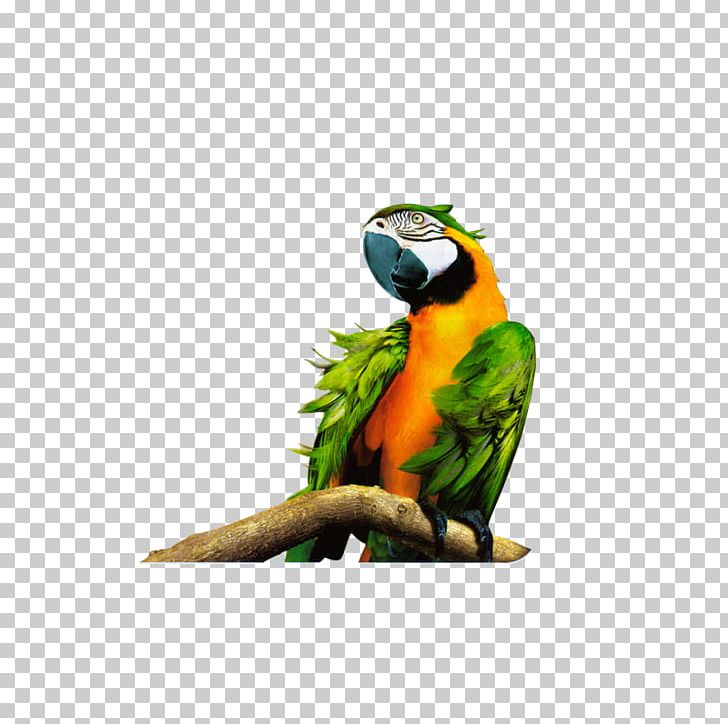 Parrot Bird Macaw 1080p High-definition Television PNG, Clipart, 1080p, Animal, Animals, Art, Beak Free PNG Download