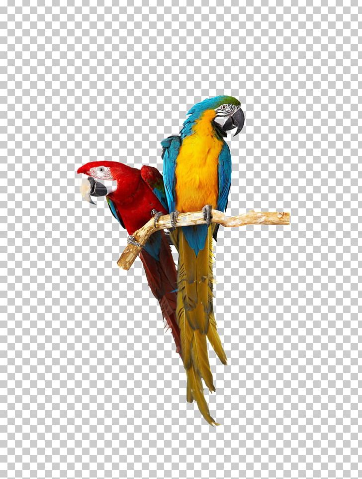 Birdcage Cockatoo Budgerigar Companion Parrot PNG, Clipart, Animals, Aviary, Beak, Bird, Bird Feeder Free PNG Download