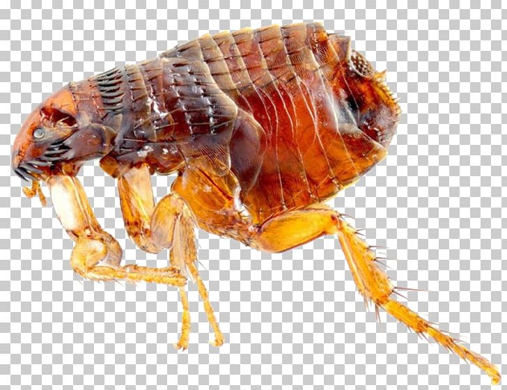 Cat Flea Dog Flea Felidae PNG, Clipart, Arthropod, Biological Life Cycle, Bird Fleas, Bug, Cat Free PNG Download