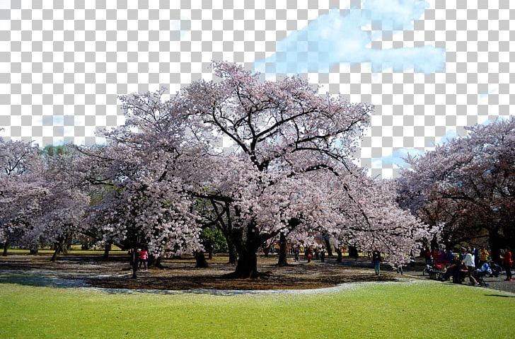 National Cherry Blossom Festival Tokyo PNG, Clipart, Attractions, Branch, Cherry, Cloud, Famous Free PNG Download