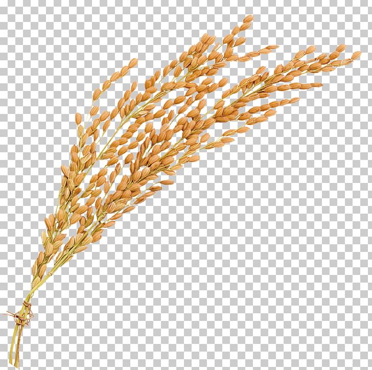Oryza Sativa Rice Beer PNG, Clipart, Beer, Brown Rice, Bumper, Caryopsis, Cereal Free PNG Download