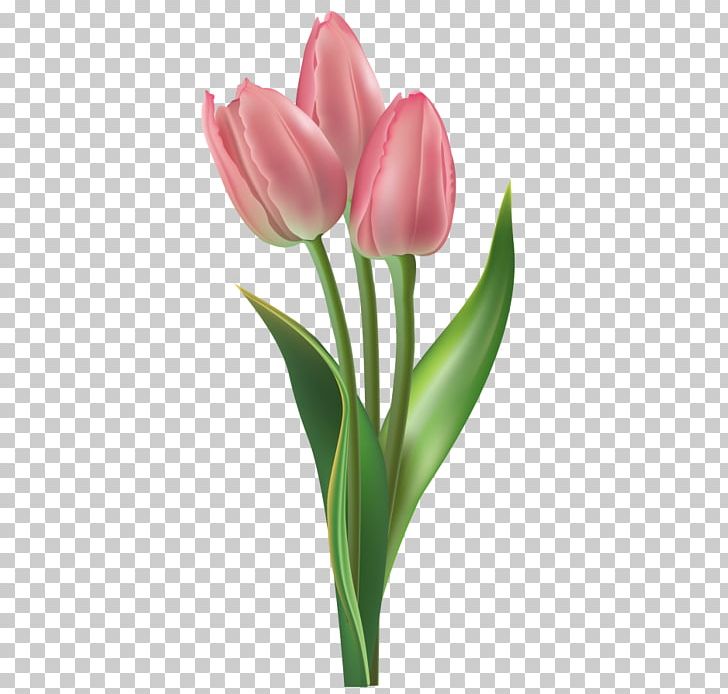 Tulip PNG, Clipart, Bud, Cut Flowers, Desktop Wallpaper, Floral Design, Flower Free PNG Download