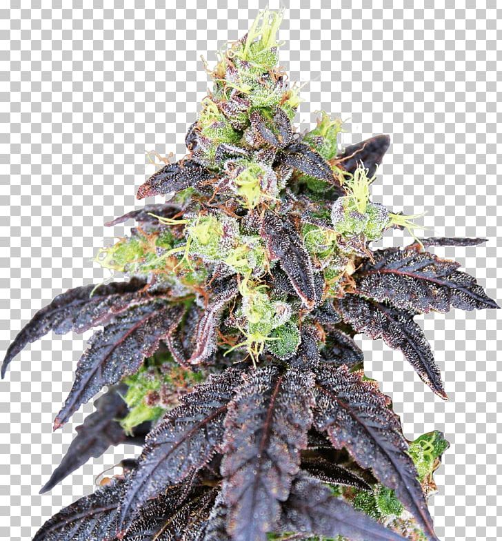 Cannabis Genetics Seed Bank Skunk PNG, Clipart, Cannabis, Cannabis Ruderalis, Genetics, Gorilla Glue, Hemp Free PNG Download