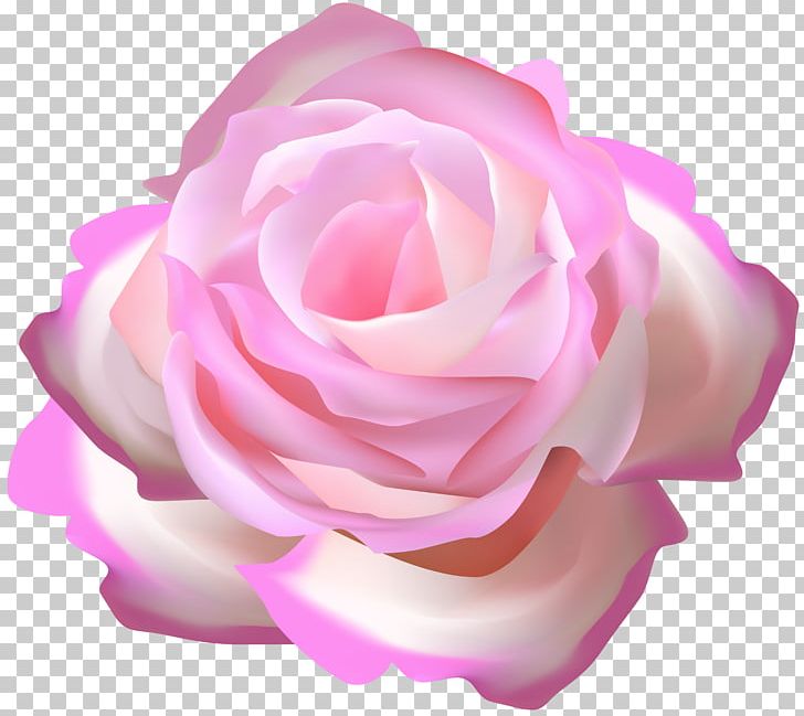 Garden Roses Pink Cabbage Rose Blue Rose PNG, Clipart, Blue, Blue Rose, Cabbage Rose, China Rose, Closeup Free PNG Download