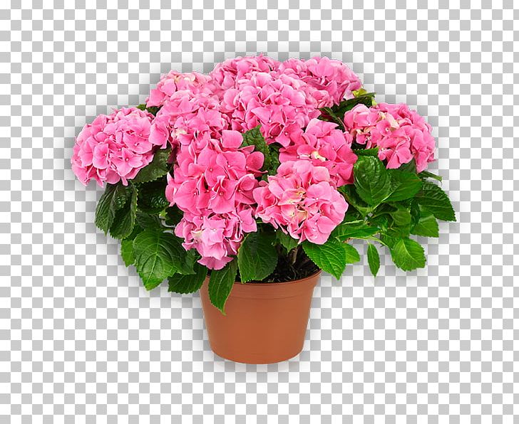 Hydrangea Garden Roses Flowerpot Pink PNG, Clipart, Annual Plant, Azalea, Cornales, Cut Flowers, Floribunda Free PNG Download