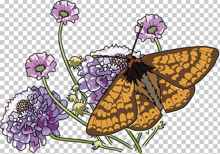 Monarch Butterfly Flower Marsh Fritillary Insect PNG, Clipart, Apollo, Brush Footed Butterfly, Butterfly, Common Milkweed, Floral Design Free PNG Download