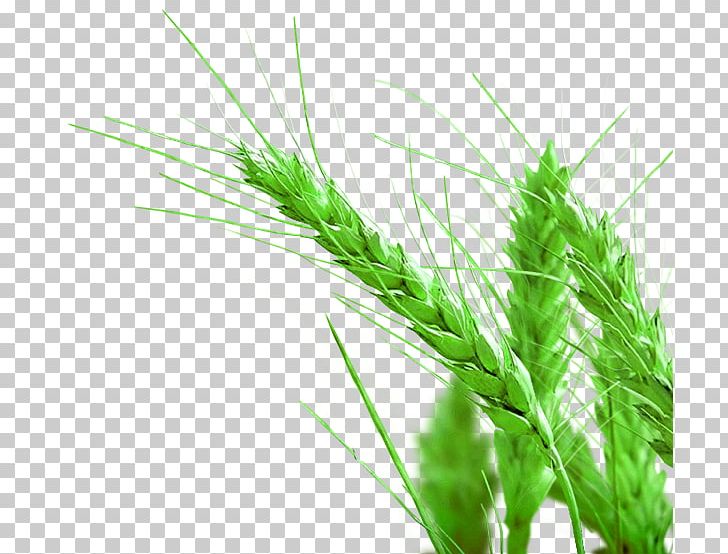 Rice Gadu Paddy Field PNG, Clipart, Brown Rice, Euclidean Vector, Field, Food Drinks, Food Grain Free PNG Download