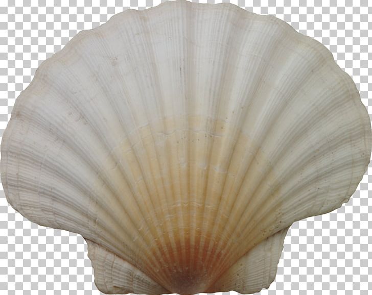 Seashell Cockle PNG, Clipart, Animals, Clams Oysters Mussels And Scallops, Cockle, Conchology, Decorative Fan Free PNG Download