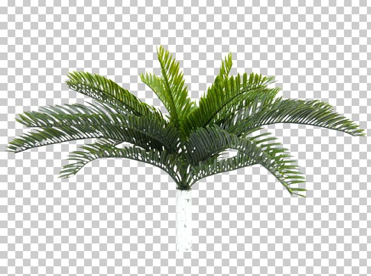 Eleocharis Parvula Sago Palm Cycad Cycas Rumphii Plant PNG, Clipart, Arecales, Coconut, Cycad, Cycas, Cycas Rumphii Free PNG Download