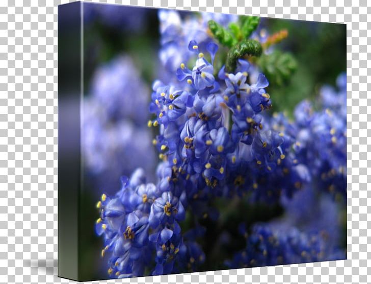 English Lavender Larkspur Catnips PNG, Clipart, Blue, Bluebonnet, Delphinium, English Lavender, Flora Free PNG Download