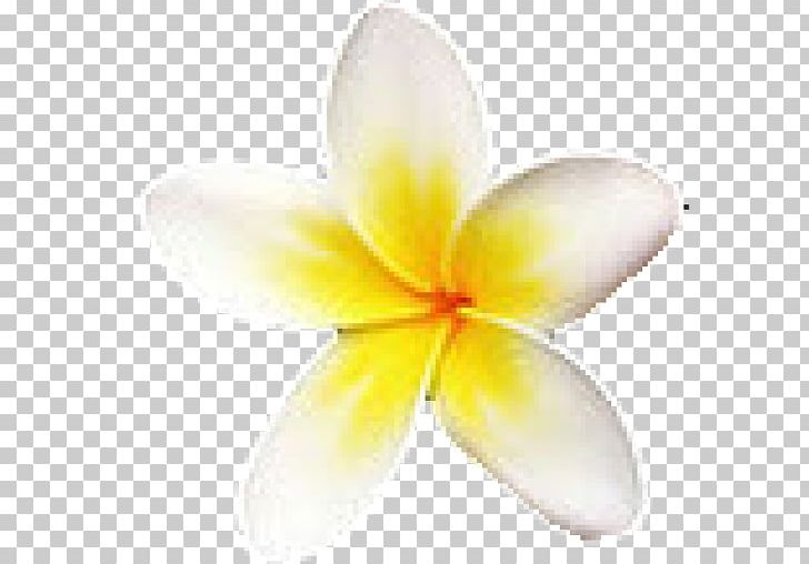 Flower Petal Frangipani Stock Photography PNG, Clipart, Beaches Home Services Llc, Bild, Cleaning, Download, Flower Free PNG Download