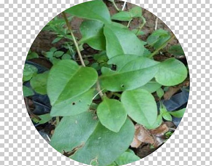 Jamu Lenggang Herb Song PNG, Clipart, Dunia Anita, Grass, Herb, Jamu, Kunyit Free PNG Download