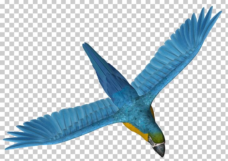 Parrot Beak Bird PNG, Clipart, Animal, Animals, Beak, Bird, Clip Art Free PNG Download